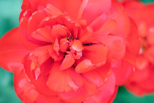 red tulip bud close-up on a beautiful background. High quality photo