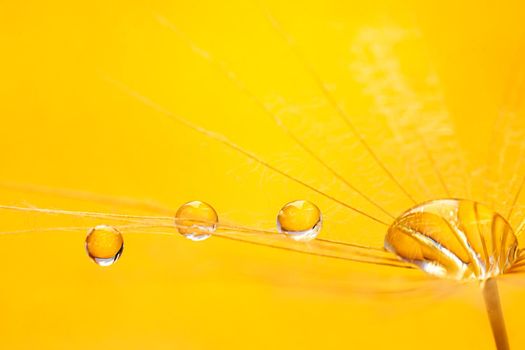 Beautiful dew drops on a dandelion seed. Beautiful soft background. Water drops on a parachutes dandelion. Soft dreamy tender artistic image