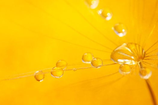 Beautiful dew drops on a dandelion seed. Beautiful soft background. Water drops on a parachutes dandelion. Soft dreamy tender artistic image