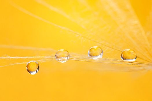 Beautiful dew drops on a dandelion seed. Beautiful soft background. Water drops on a parachutes dandelion. Soft dreamy tender artistic image