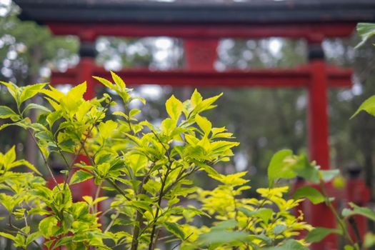 Close-up of green leaves with blurry traditional Japanese gate and trees as background. Blurred vegetation and authentic Asian structures behind bush in Masayoshi Ohira Park. Nature and outdoors