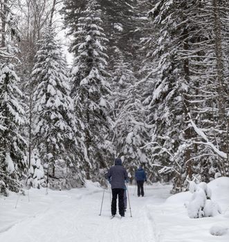 A man in a dark jacket walks through a snowy forest in winter. Rear view. Skiing in a beautiful snowy forest in the cold. A man on the background of a beautiful winter nature