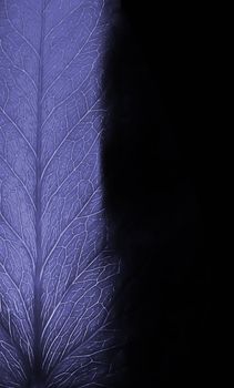 The illuminated leaf of the plant, in lilac color. X-ray negative photo effect. Very peri
