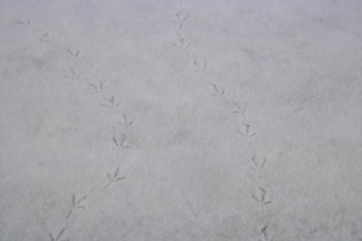 Footprints of birds on the white snow.Winter background.