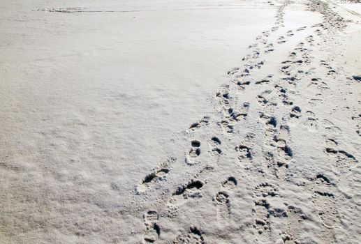 Footprints from shoes in a snowy meadow. Shoe prints in fresh snow on snowy meadow.