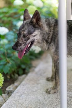 Australian Shepherd dog in the garden. High quality photo