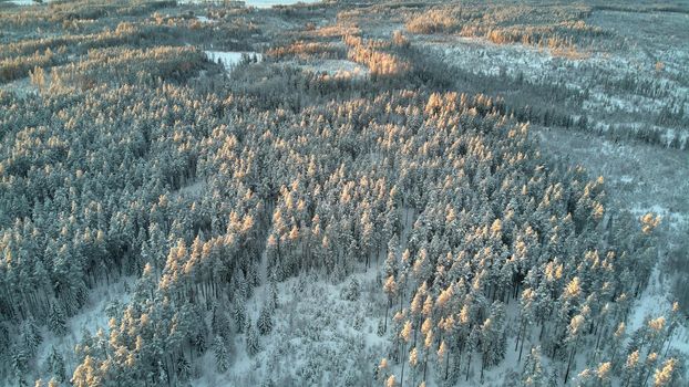 Beautiful sunbeams in winter that touch the treetops . High quality photo