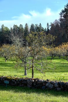 Old apple tree in garden. High quality photo