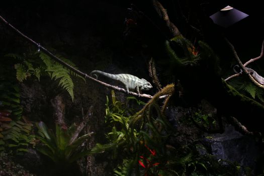 chameleon sits in an aviary on a branch . High quality photo