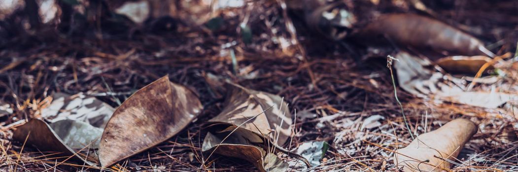 BANNER Nature beauty background. Copy space vintage blur effect dark light brown gray color. Close up Dry leaves grass spruce pine needle fall ground surface forest flora. Simple autumn day romance