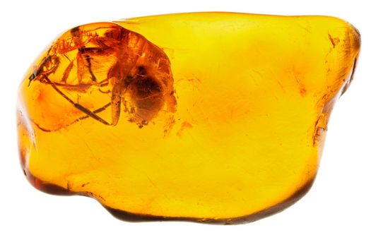 Spider inclusion in yellow transparent natural amber. Macro photography.