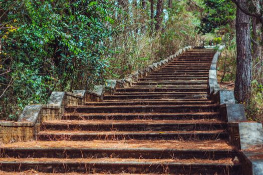 Copy space lifestyle nature green brown Long high old wide staircase low parapet in pine trees forest park. Vintage effect. Step symbol upward to new achievements. Way path route track progress.