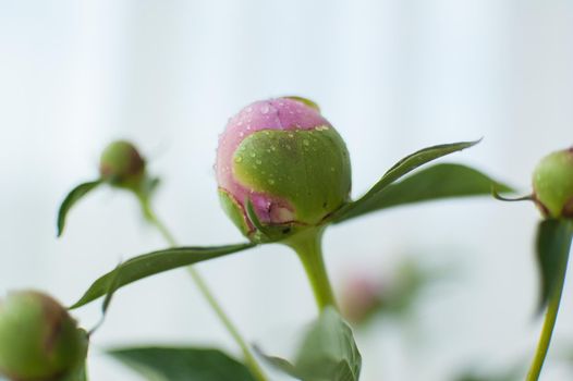 Close up of bouquet of fresh pink peonies, seasonal concept.
