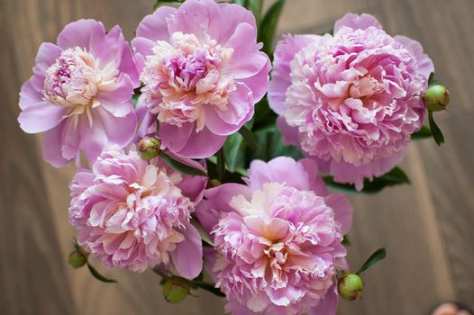 Close up of bouquet of fresh pink peonies, seasonal concept.