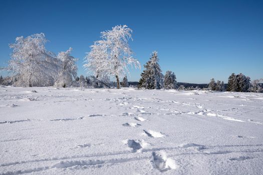 Panoramic landscape image of Kahler Asten during wintertime, Sauerland, Germany