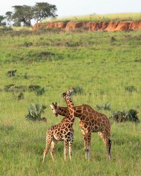 Baringo Giraffe (Giraffa camelopardalis), Murchison Falls National Park, Uganda