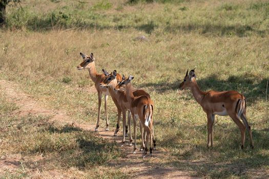 Impala (Aepyceros melampus), National Parks of Uganda