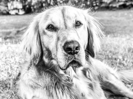 Young golden retriever is relaxing on grass  in the park.  Sweet retriever sitting outside and looking into evening sun. BW, Black and white,