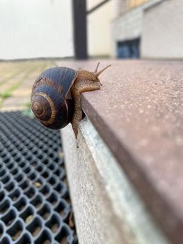 grape snail climbs up the steep rung of a staircase.