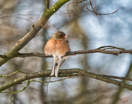 one cold chaffinch on a tree at a sunny and frosty winter day