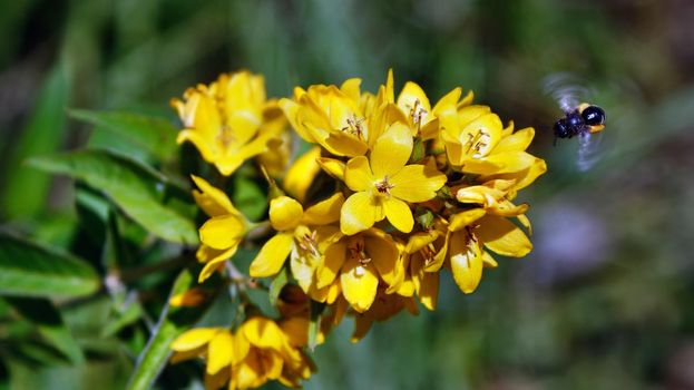 A bee flying around and pollinating bright yellow small bok choy flowers