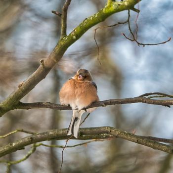 one cold chaffinch on a tree at a sunny and frosty winter day