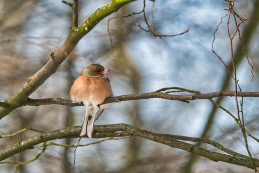 one cold chaffinch on a tree at a sunny and frosty winter day