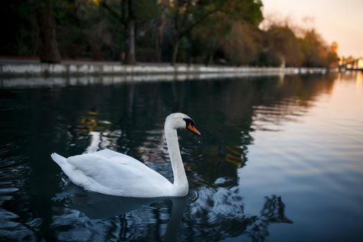 Beautiful and graceful white swan on a pond. Evening warm time sunset. Mirror reflection in water.