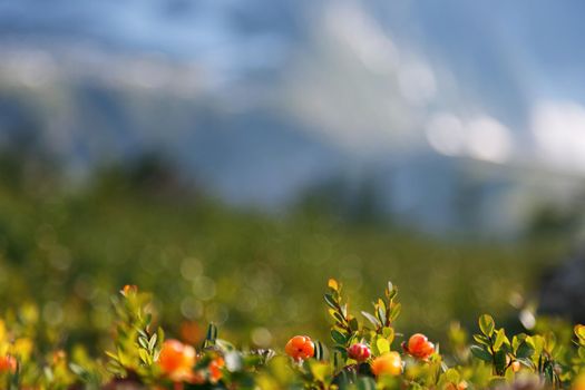 Cloudberry grows in the forest. North Karelia. Russia