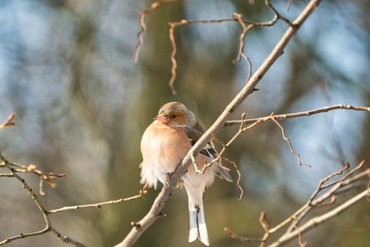 one cold chaffinch on a tree at a sunny and frosty winter day