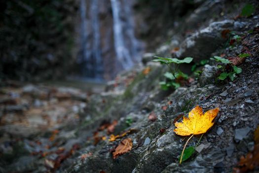 Autumn Leaves against the backdrop of a waterfall, lies on the rocks in the forest