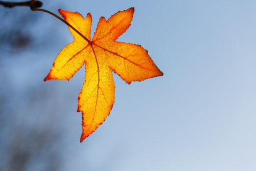 Autumn leaf, old orange maple leaves, dry foliage of trees, soft focus, autumn season, nature change, bright soft sunlight Abstract autumn background.