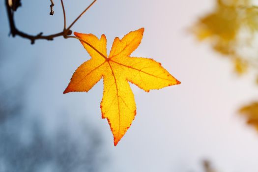 Autumn leaf, old orange maple leaves, dry foliage of trees, soft focus, autumn season, nature change, bright soft sunlight Abstract autumn background.