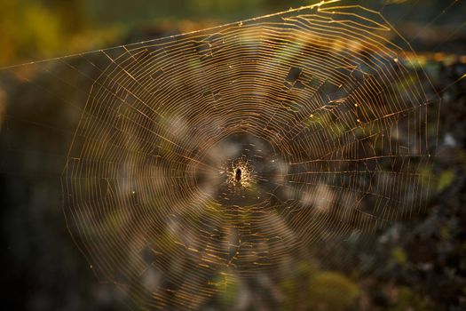 The Great Spider on the web hunts at dawn, the sunset in golden sunlight. Forest area on the rocks