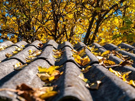 The slate roof of the house in the fallen autumn yellow leaves of the tree. Slate roof. Private house. Autumn season. Yellow leaf of a tree. background image.