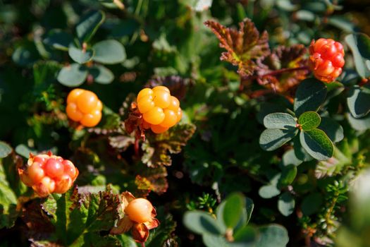 Cloudberry grows in the forest. North Karelia. Russia