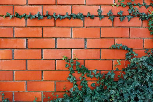 ivy plant on a red brick wall. Background