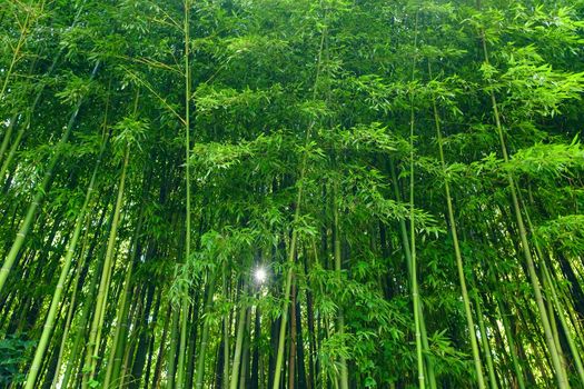 Green bamboo leaves background material. Bamboo forest