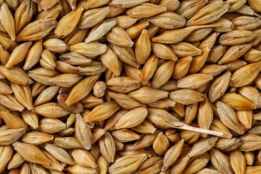 A pile of pearl barley grains, vegetarian food, golden seeds