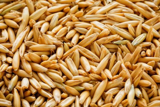 natural oat grains background, closeup, vegetarian food