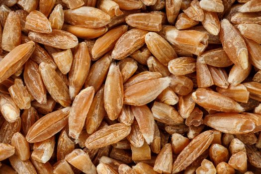 Natural background of a grain of cereal seeds, close-up. vegetarian food.