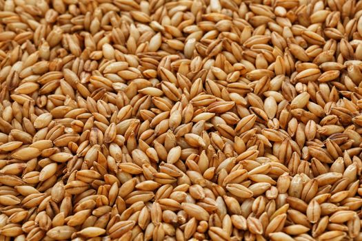 A pile of pearl barley grains, vegetarian food, golden seeds