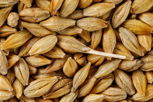 A pile of pearl barley grains, vegetarian food, golden seeds