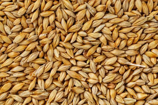 A pile of pearl barley grains, vegetarian food, golden seeds