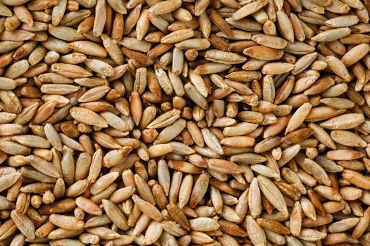 Natural oat grains background, closeup, vegetarian food