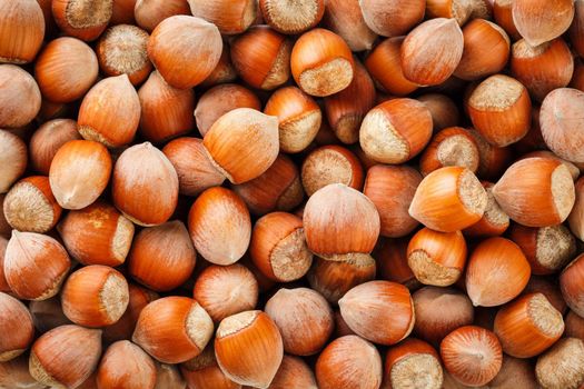 Dried unshelled hazelnuts seeds of Whole nuts as background. Hazelnuts. Stack of hazelnuts. Food background. Hazelnut background. Hazelnuts in shells background