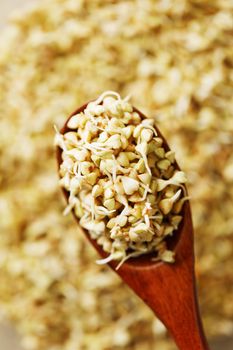 Green germinated buckwheat on a wooden brown spoon. Raw Useful food from buckwheat sprouts for vegetarian food.