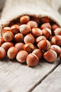 Hazelnuts in a cover, poured out from a bag from burlap on a gray wooden table. Organic New Received. In healthy vegetarian super food. Vertical shot