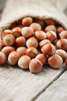 Hazelnuts in a cover, poured out from a bag from burlap on a gray wooden table. Organic New Received. In healthy vegetarian super food