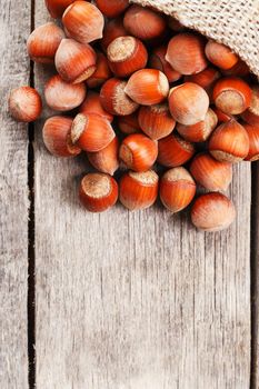 Hazelnuts in a cover, poured out from a bag from burlap on a gray wooden table. Organic New Received. In healthy vegetarian super food. Vertical shot